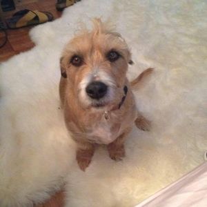 Meet your Posher, Joyce